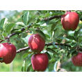 High quality good delicious huaniu apple to india